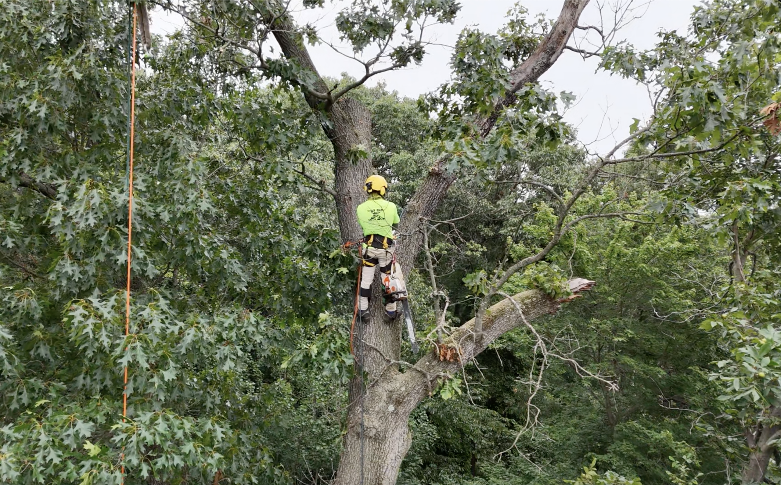 are_bugs_killing_my_tree