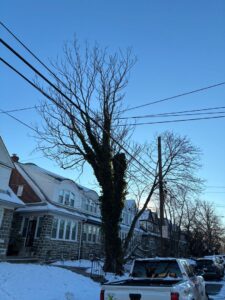 Co-dominant maple showing tree decline signs including crown dieback and ivy coverage near communication lines Yeadon PA