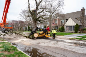 how_much_does_tree_removal_cost