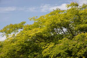 Why_Are_My_Tree_Leaves_Turning_Yellow_in_Summer