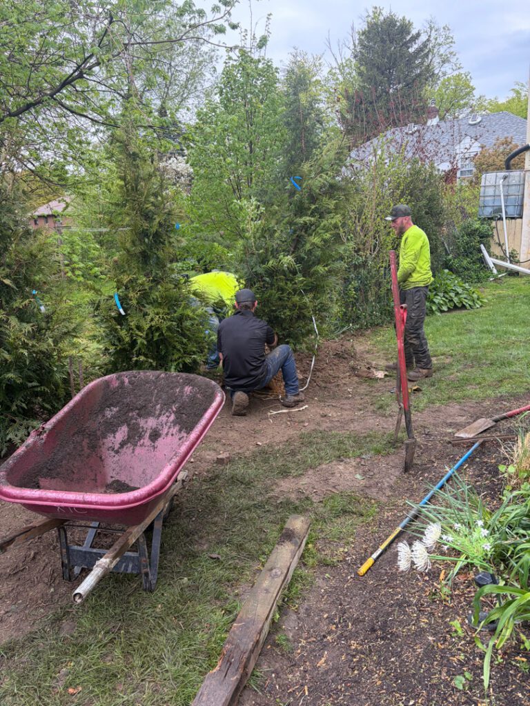  Executive Tree Care crew installing Green Giant Arborvitae in Swarthmore PA backyard