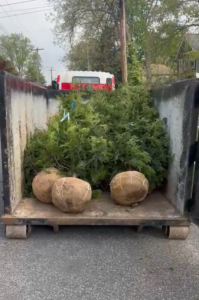 Burlapped Green Giant Arborvitae root balls loaded for delivery to Swarthmore PA planting job