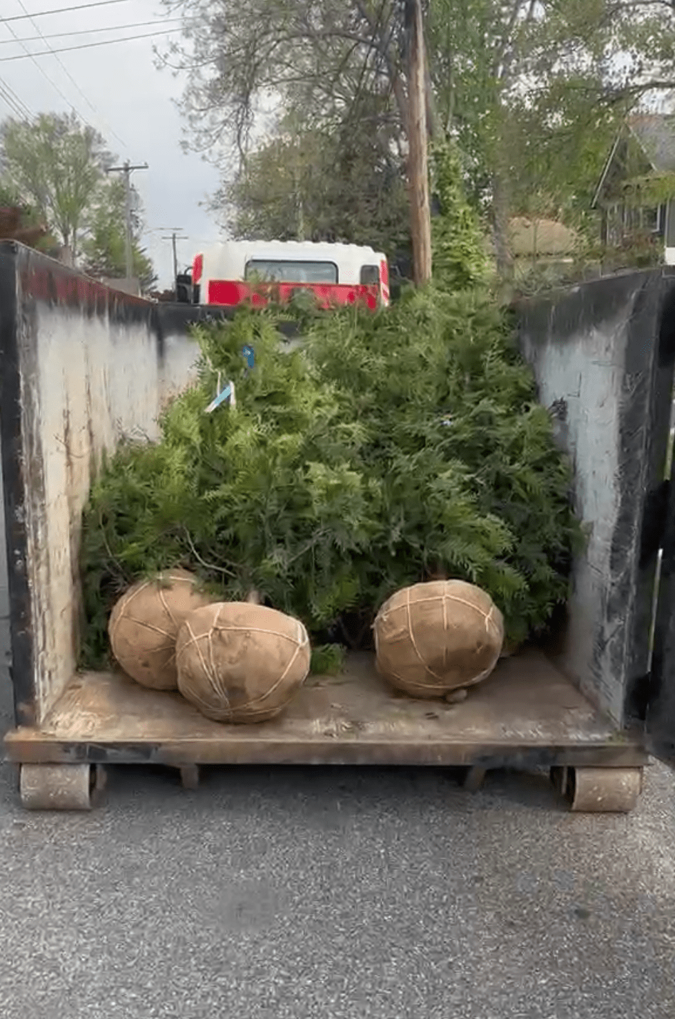 Burlapped Green Giant Arborvitae root balls loaded for delivery to Swarthmore PA planting job