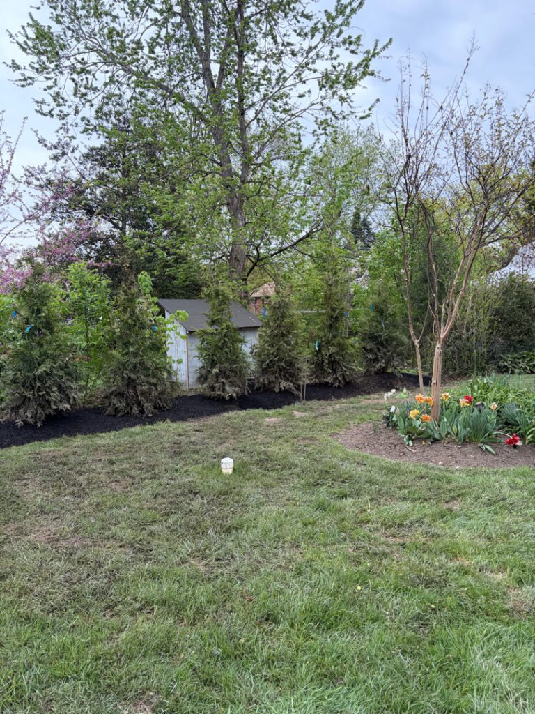 ISA certified arborist planting Green Giant Arborvitae privacy screen in Swarthmore PA