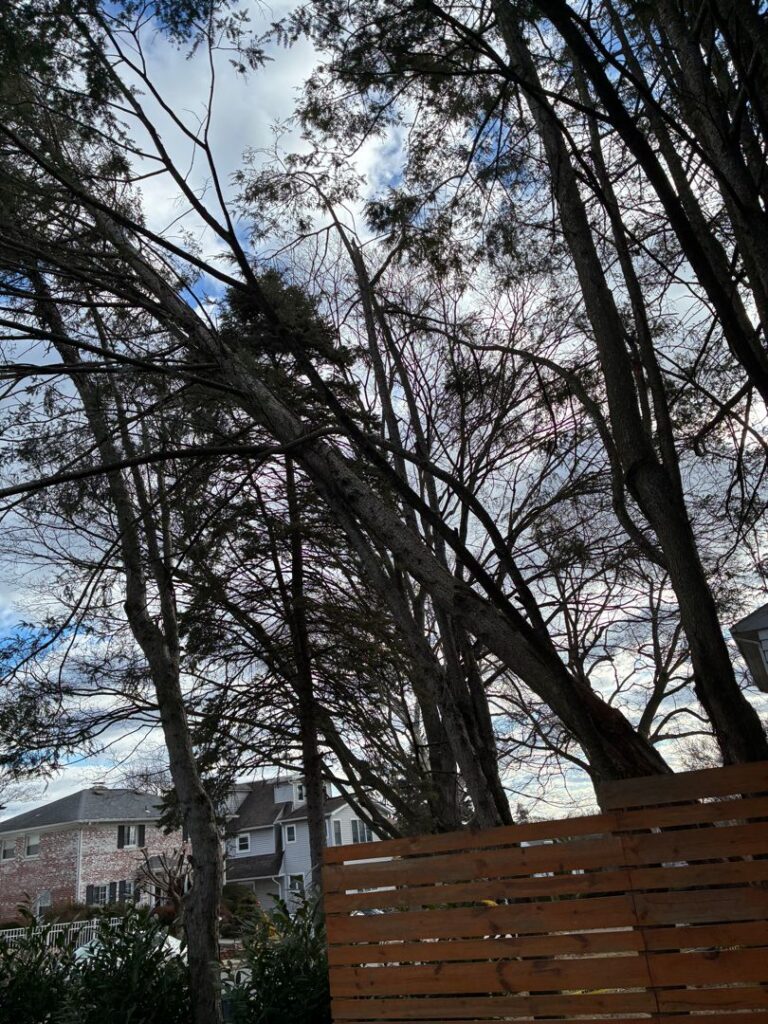 Hemlock showing tree decline signs including crown dieback prior to wind failure Wynnewood PA