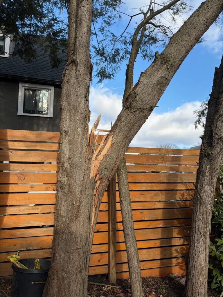 Hemlock trunk structural damage after wind failure Wynnewood PA