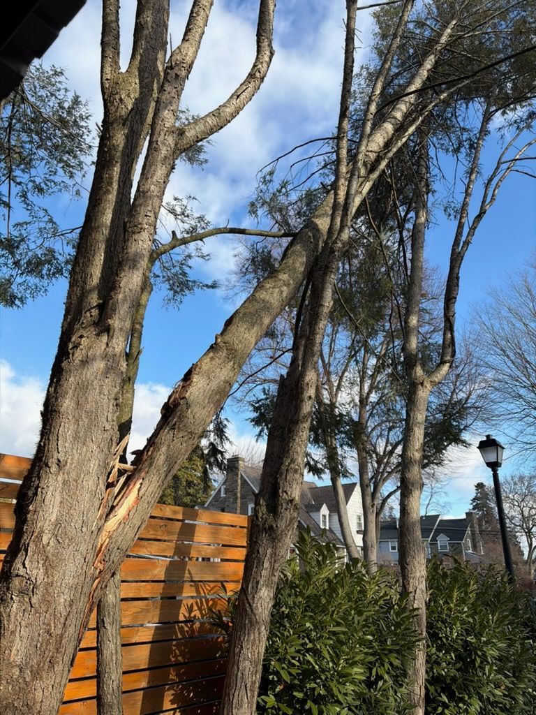 Hemlock wind failure trunk damage close up Wynnewood PA