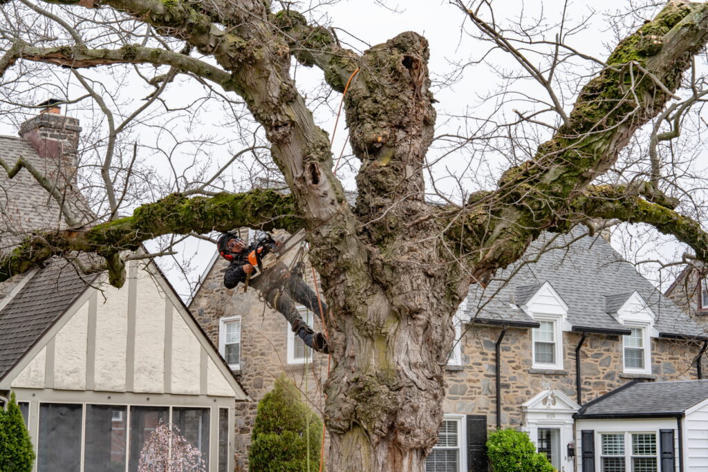 tree_removal_pruning_main_line