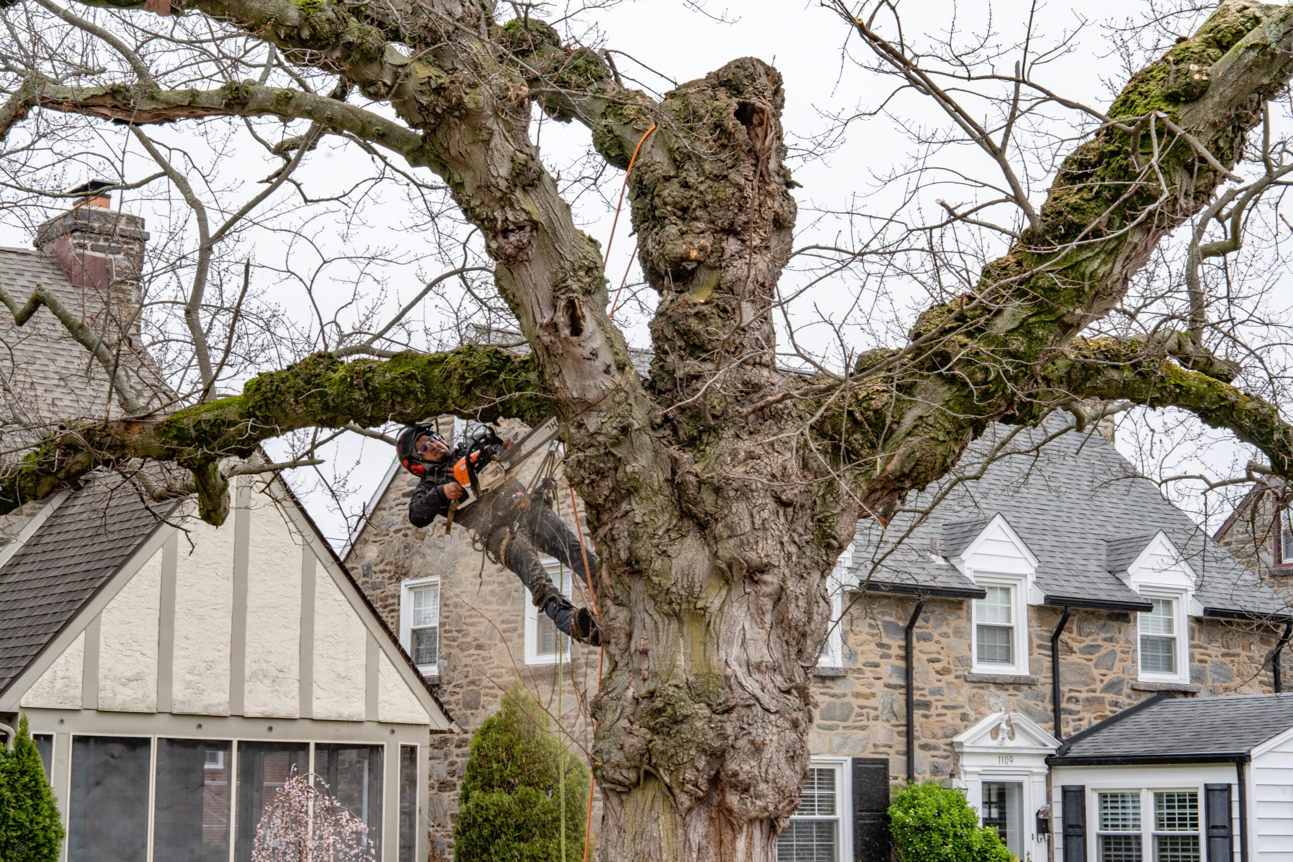 tree_removal_pruning_main_line