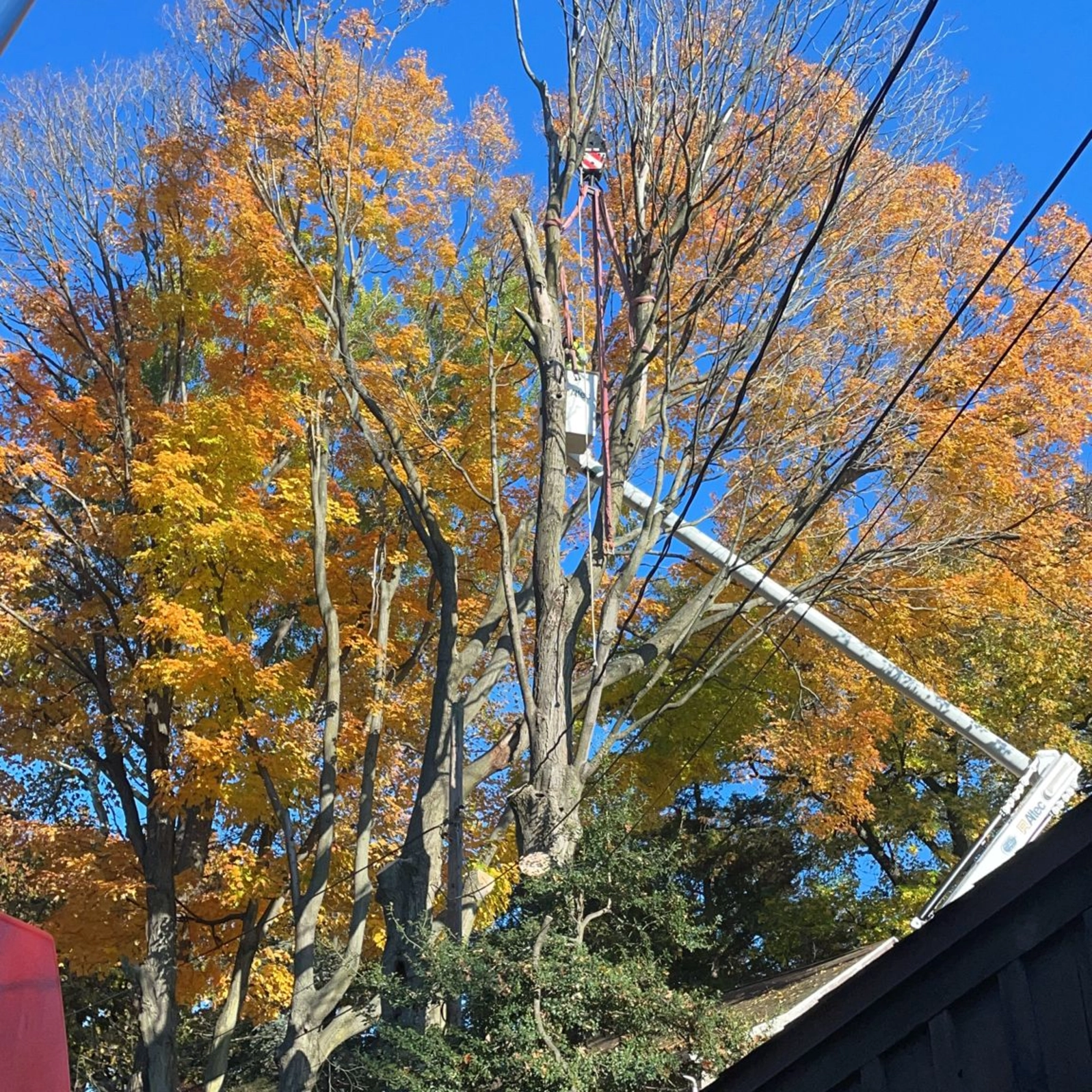 Executive Tree Care using a crane and bucket lift for emergency tree removal in Folcroft, PA, during the fall season.
