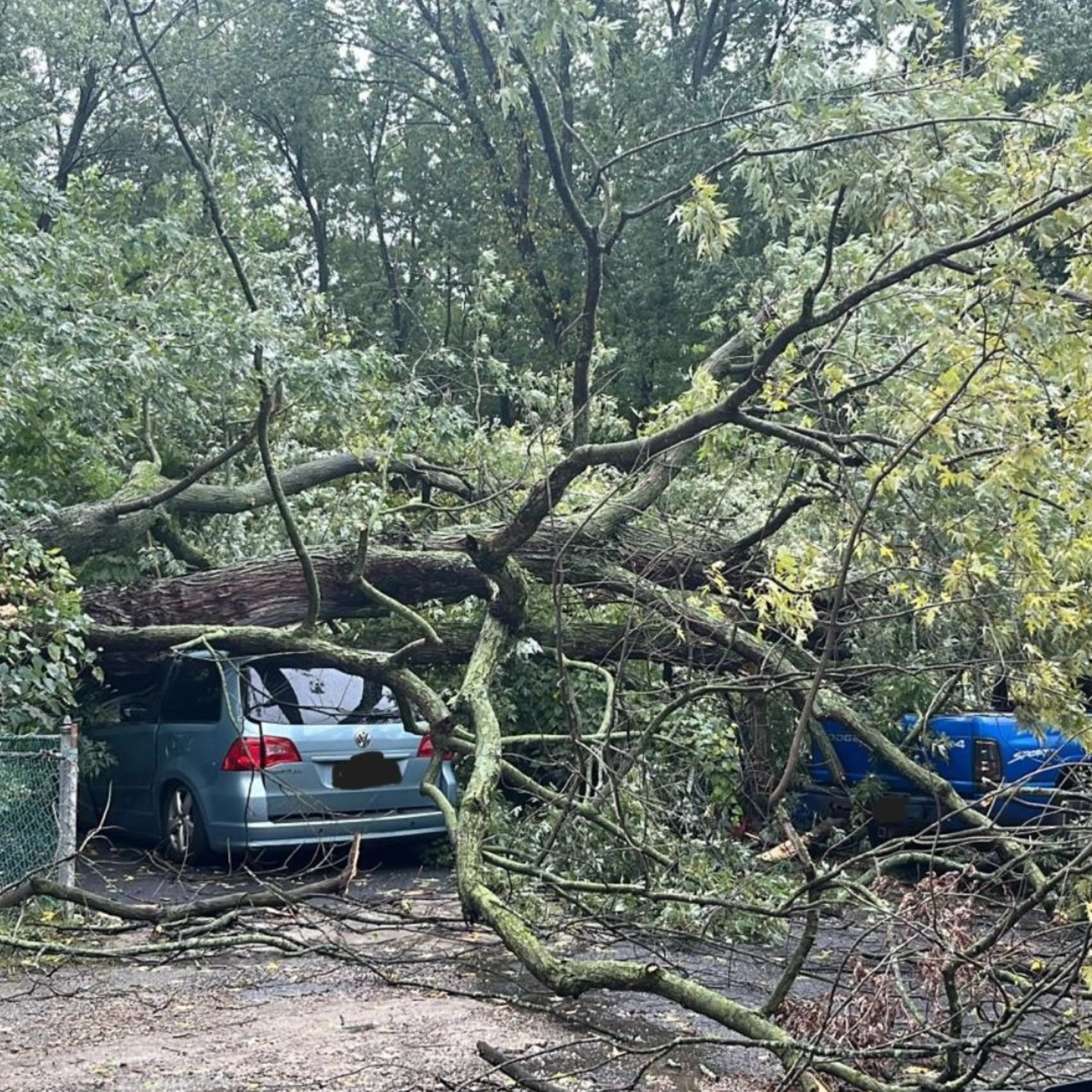 A large fallen tree limb resting on a blue car and a blue truck after a storm in Lafayette Hill