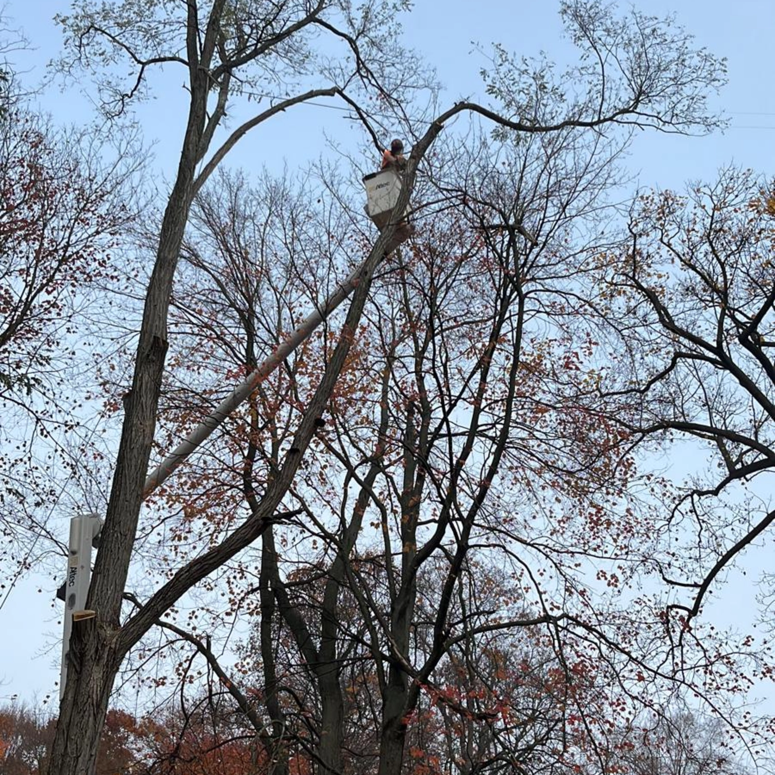 Arborist in a bucket lift performing plant health care and precision tree trimming services in Drexel Hill, PA.